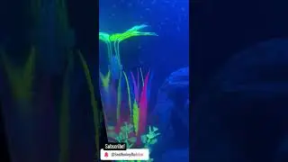 TONS of Sea-Monkeys Swimming Under Black Lights