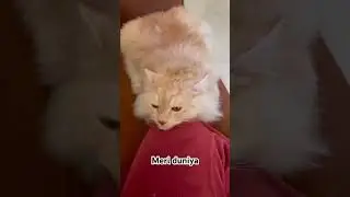 #vibewithcoco #love #cat #catofinstagram #meaow #persian #coco #fawn #bira #catvideos #cutecat