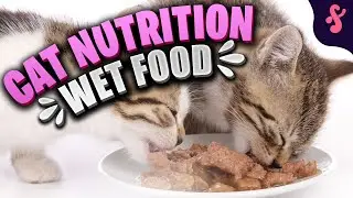 🥣 Cat Nutrition and Cat Diet- WET FOOD | Furry Feline Facts