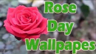 Rose Day Wallpapers Download Free Hd rose day images copyright free
