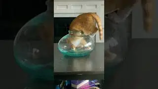 are cats liquid? 💧🐱
