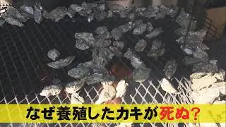 海水温の高さが原因か…養殖牡蠣に“異変”成長が遅く身も小さめ 水揚げしたうち約7割が死んでいたカキ小屋も