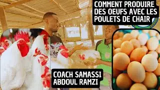 COMMENT PRODUIRE DES OEUFS AVEC  LES POULETS DE CHAIR  / COACH SAMASSI ABDOUL RAMZI DÉCORTIQUE