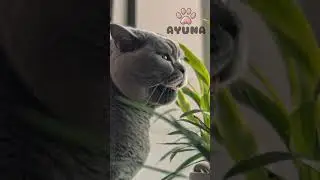 Meet Luna the cat 🐈 #puppy #pets #cat #health