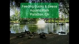 Cat TV | Feeding Ducks & Geese | Aquatic Park | Paradise, CA | Calming | Relaxing | Nature | Pond