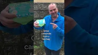 Grow camomile plants from camomile tea bags #herbaltea #herbgarden #camomiletea #chamomile #teabags