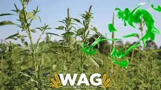 Could Palmer Amaranth Have A Use As A Dye