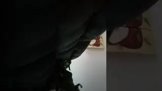 Midino saurio semuede