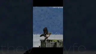 Bald Eagle landing on dock hunting and flying Washington Seattle tacoma wildlife  photography fyp 