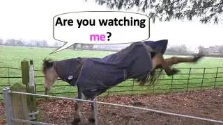 I have NEVER seen a horse go Backwards Bucking as she moves backwards. Bella has A New Bucking Game😳