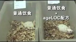 ageLOC Vitality Mouse Video