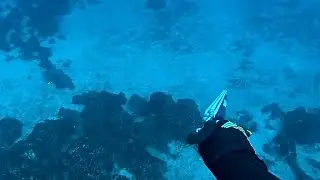Spearfishing Day in Evia Island 💥~ Εκδρομή για ψαροντούφεκο στην Εύβοια ~ Spearfishing Stories #21 🌊