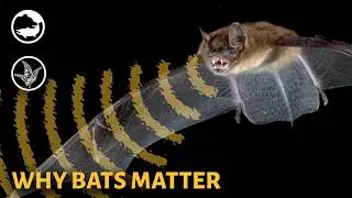 Webinar: Creepin&rsquo; it Real &ndash; Bat Myths, Facts, and Conservation