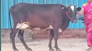 13 லிட்டர் கறவை| கறந்து பார்த்து வாங்கலாம்| மாடு விற்பனைக்கு..