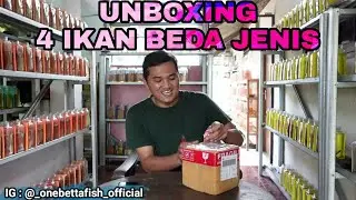 Unboxing Isinya 4 Cupang Beda Jenis