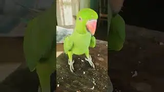 #parrot #talkingparrot #parrottalking #talkingparro #cute #talkingparrort #parrotlover #mytalkingpa