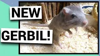 У нас появилась НОВАЯ ПЕСЧАНКА!