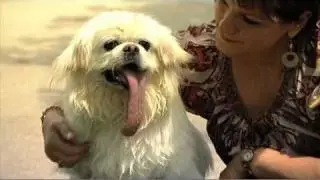 Dog with the Longest Tongue - Guinness World Records