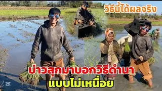 ดำนาแบบบ่าวสุกไม่มีเหนื่อย ทุกคนลองนำไปใช้ดูได้ผลจริง