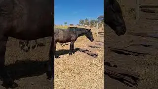 paddock paradise trail
