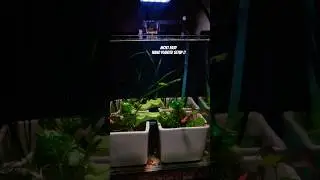 Super Easy 🪸 Planted Setup  || #Easy #easiestsetup  #betatank #diy #nanoaquarium #aquaticplants