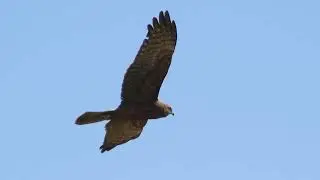 20260105 灰澤鵟 Circus cyaneus (Hen harrier)