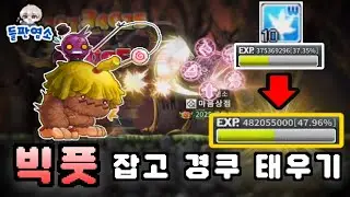 [메이플랜드] 빅풋에서 경쿠를 써봤습니다.