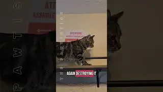 My cats have *checks notes* hired themselves as a defense team? We'll see how that goes #funnycats