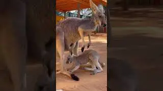 Love Of Mother Kangaroo | wildlife