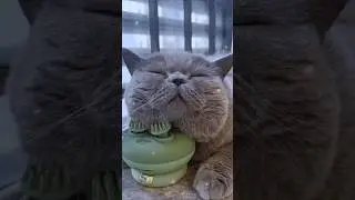 Funny Cat&rsquo;s Pure Bliss 😻 Heartwarming Relaxing Moment