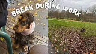 Work Break Walk With My Cocker Spaniel 🐶✨ | Cozy WFH Reset