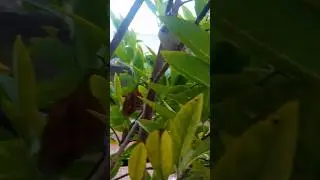 beautiful sparrow on the tree saved sparrow #nature #shortsyoutube #trending #sparrow
