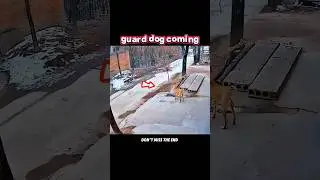 Guard dog vs mad dog #trending #animals #wildlife #youtubeshorts #youtube #shorts #dog #dogs#chicken
