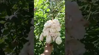 Второе цветение мускусных гибридов роз: Букет парфе и Букаву, клематис  Форгезиоидес.