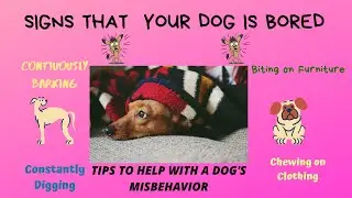 How To Tell If Your Dog Is Bored - Tips To Help
