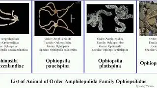 List of Animal of Order Amphilepidida Family Ophiopsilidae ophiopsila aranea guineensis Rewired