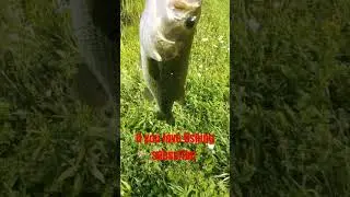 Catching big Bass! #bassfishing #fishing #bassfishinglife #fishingequipment #fishingvideo