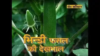 Khet Khalihaan - भिंडी फसल की देखभाल