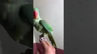 #youtube #parrot #parroty #birds #parrort #pakistancities #pets #parrotr