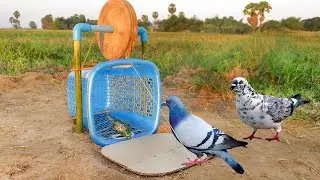Awesome Deep Hole Quick Bird Trap Uses Plastic Buckets