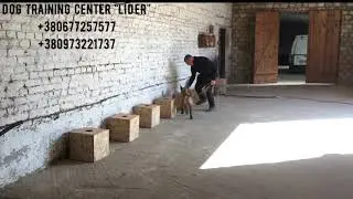 K-9 detection dogs, education and sale.К-9 собака детектор, обучение и продажа готовых собак.