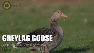 Greylag Goose - Anser anser - grazing and sentry duty