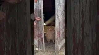 Fat Cat Dancing