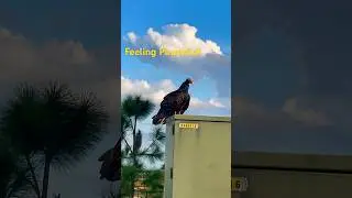 Bird of the week 🦅 #birdwatching #twitcherlife #birds #birdoftheweek #turkeyvulture