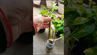 how to grow Oleander plant from cutting ||# grow oleander #flowers #plants#follow#grow with nature #