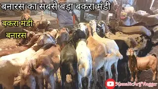 Beniya Bagh Bakra Mandi Banaras| Eid ul Azha 2024| बेनिया बाग बकरा मंडी बनारस|