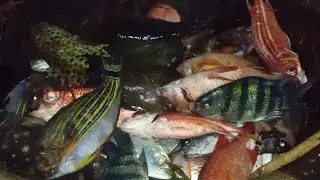 unloading process Export fish