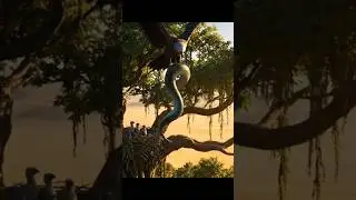 Eagle Claws vs Giant Python 🦅🐍 | Epic Wild Jungle Battle 2025#effectking