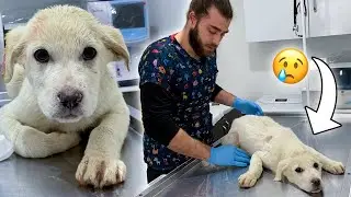 На маленького щенка напали другие собаки! 😢 #TheVet