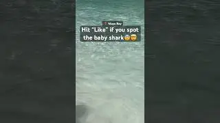 Can you spot the 🦈 🤯 #shorts #sharks #travel #mayabay